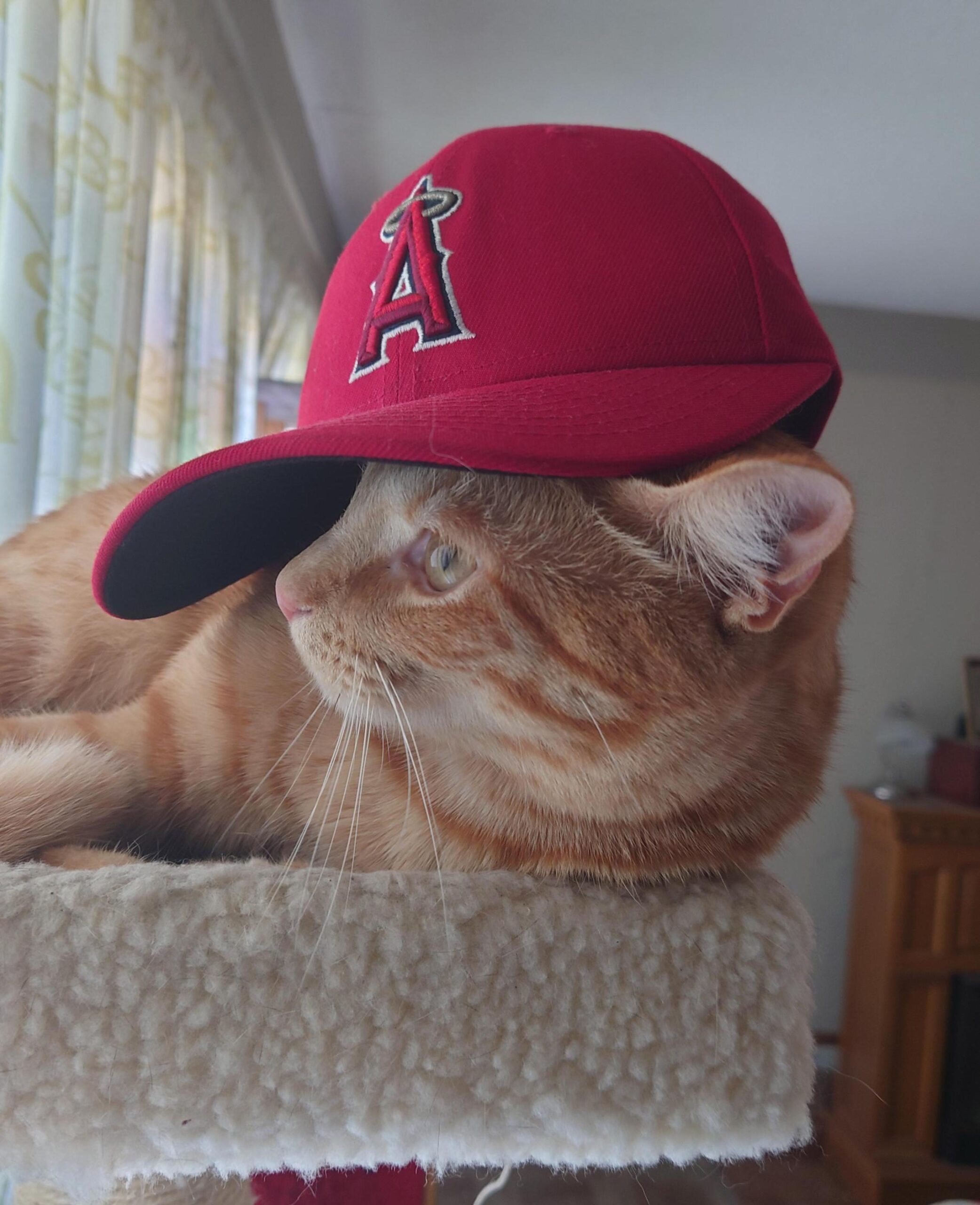 Rumor: Angels signing Mr. Dot to a 3 year deal, full no-trade clause.