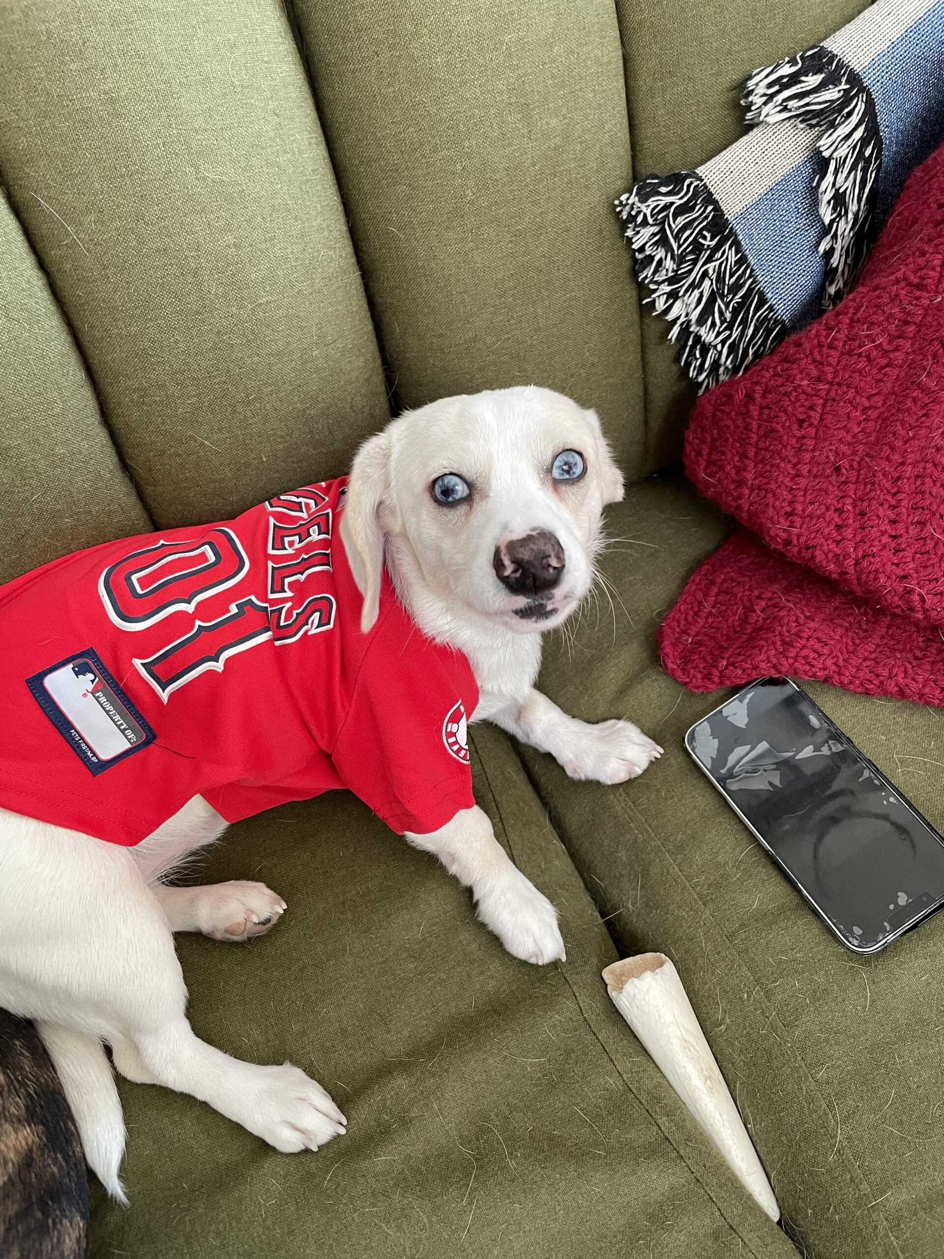 If we’re talking dogs in Angels gear…