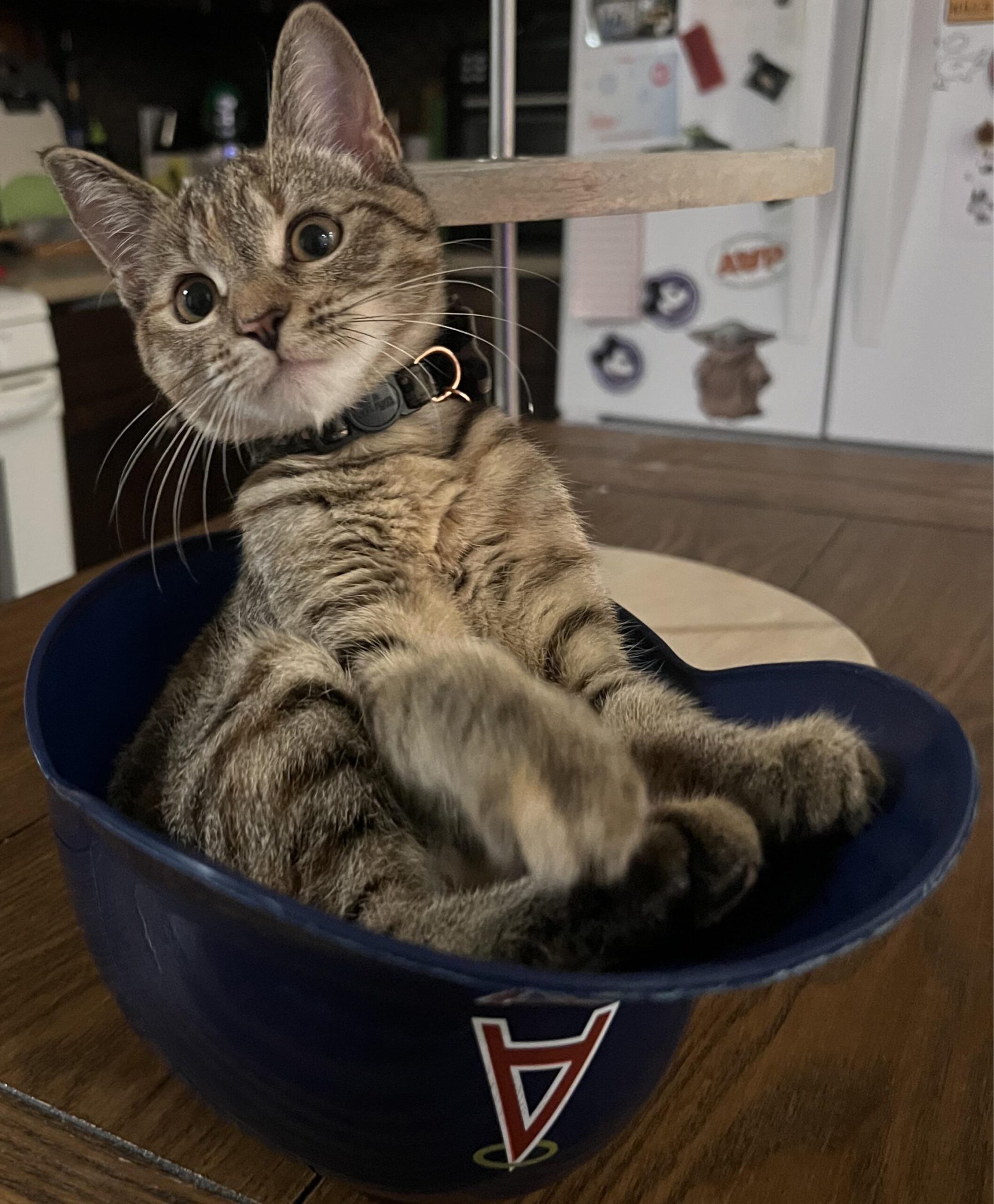 Heard we’re posting our pets in Angels gear