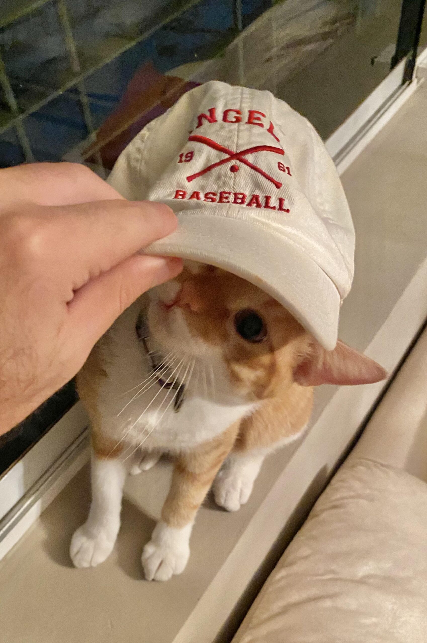 My cat is an Angel Fan too