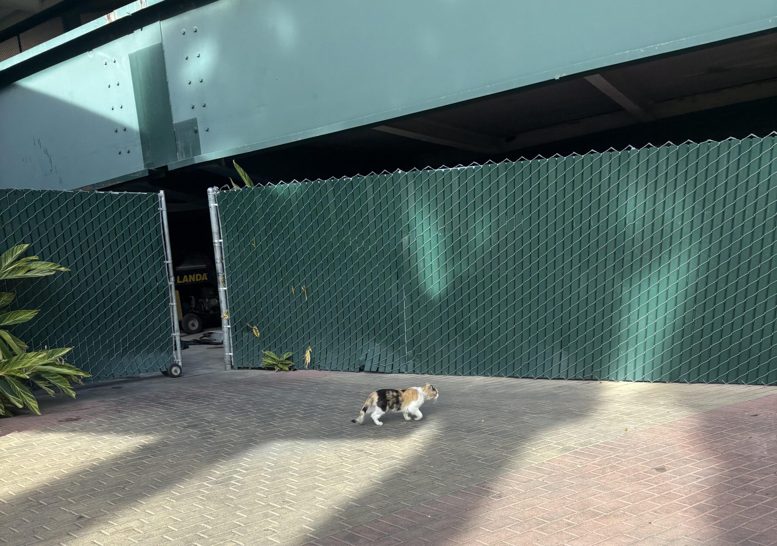 What do we name our new resident cat?